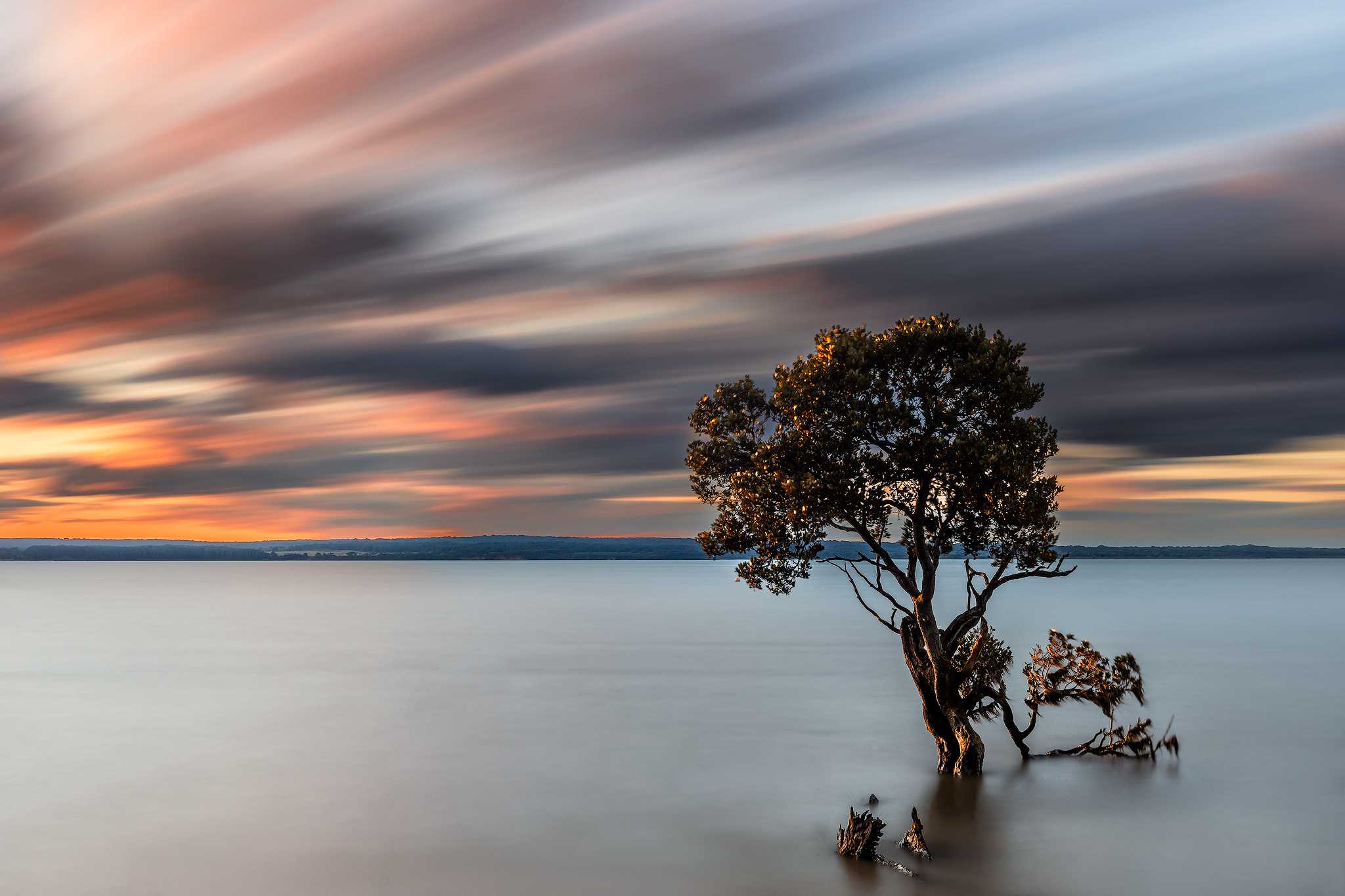 The Tree at Tenby Point