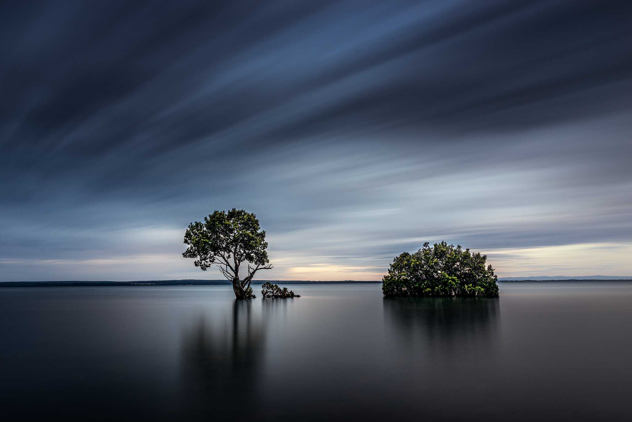 Tenby Point Tree